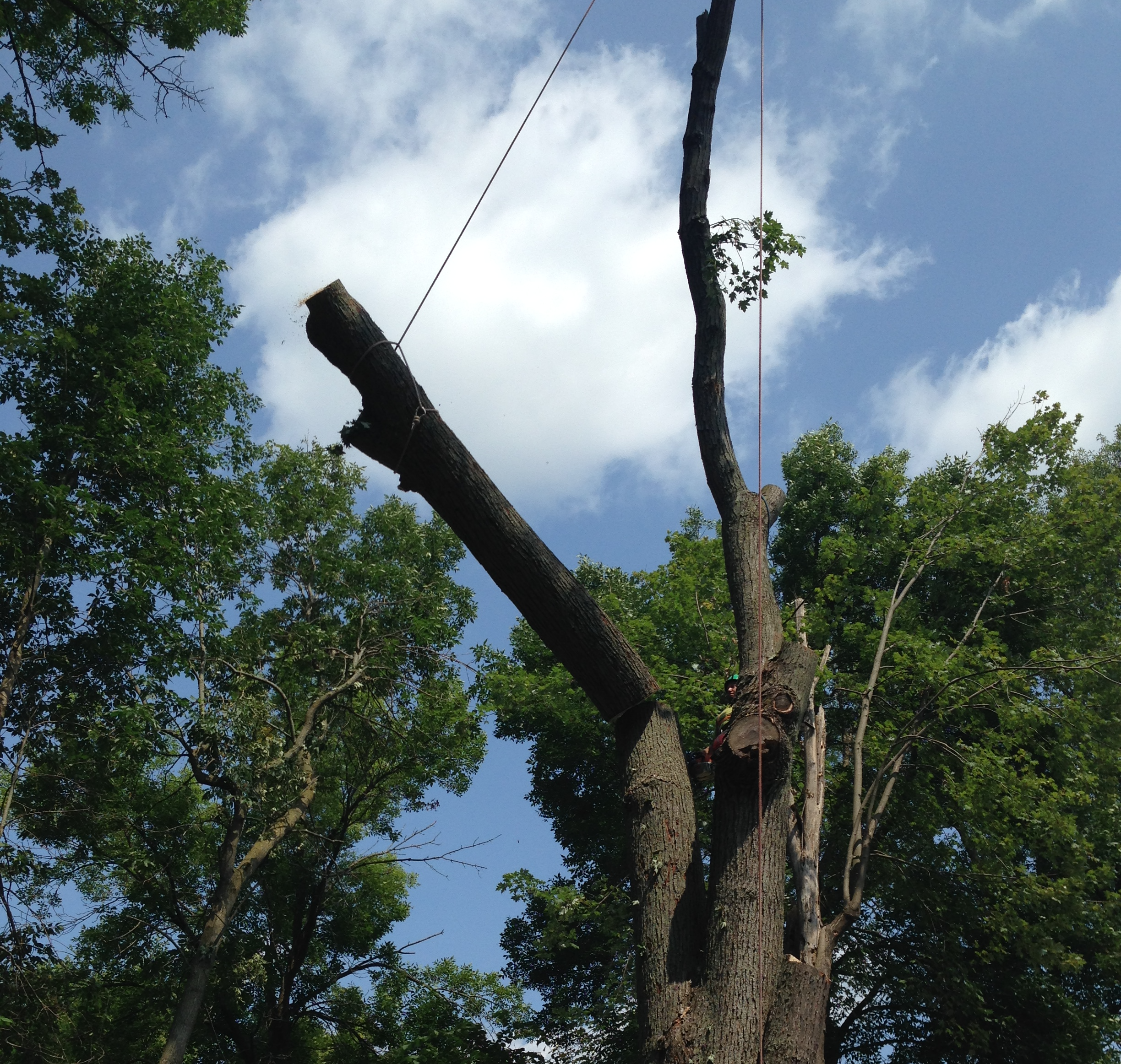 Panton’s Tree Service - millwork contractor in Mississauga